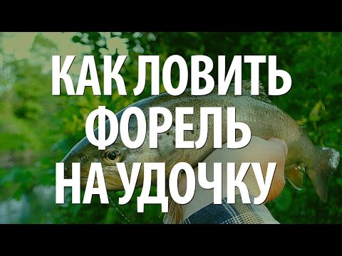 Видео: ПЛАТНАЯ РЫБАЛКА на ФОРЕЛЬ. ЛОВЛЯ ФОРЕЛИ на ПОПЛАВОЧНУЮ УДОЧКУ