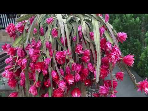 Видео: Эпифиллум лесной кактус выращенный с любовью! Монастырь в Македонии