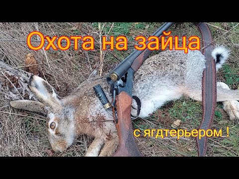 Видео: Охота на зайца с Ягдтерьером.