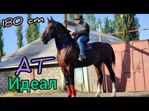 Видео: 180 ге ГАРАНТИЯ Саматта ИДЕАЛ АТ 20~20