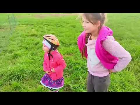 Видео: куры живут сами по себе , как разводят курей в Германии,