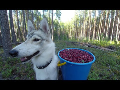 Видео: Сбор брусники. Напали мохнатые звери.