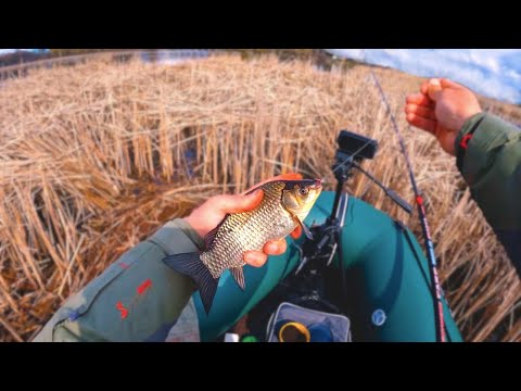 Видео: КАРАСЬ на Боковий Ківок !!! Вся риба сховалася в очереті ...