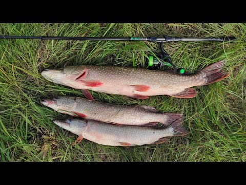 Видео: НА КАКИЕ ПРИМАНКИ ЛОВИТСЯ ЩУКА И ОКУНЬ В АВГУСТЕ?