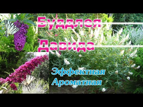 Видео: Буддлея Давида - долгоцветущий ароматный кустарник. Уход, обрезка, зимовка, вредители.