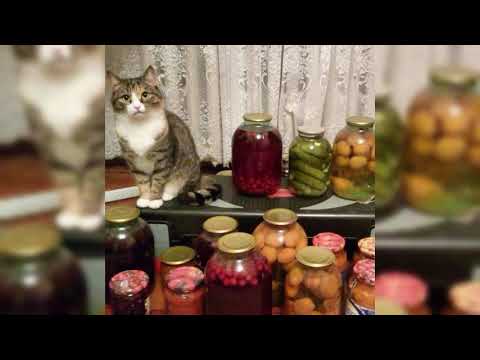 Видео: Плейлист, чтобы показать родителям что ты слушаешь|RUSSIAN PLAYLIST| без мата