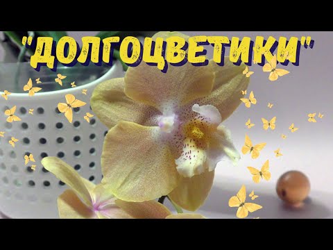 Видео: Самые долгоцветущие фаленопсисы
