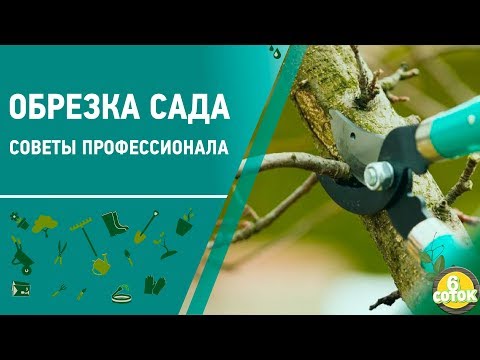 Видео: Обрезка сада. Советы профессионала. 6 соток 16.03.2020