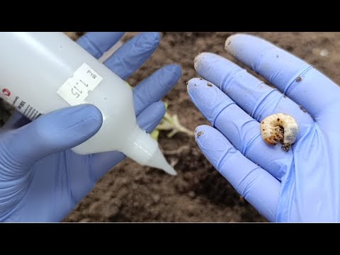 Видео: КАПАЮ В ОБЕД И ХРУЩА БОЛЬШЕ НЕТ #советы, как избавиться от хруща