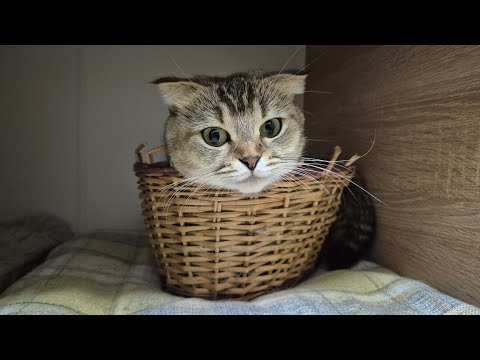 Видео: Батя готовит роддом для Шанель 😊