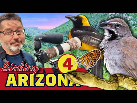 Видео: Каньон Бёрдинг Бокс, Аризона — РЕДКИЕ ПТИЦЫ! Гремучие змеи,