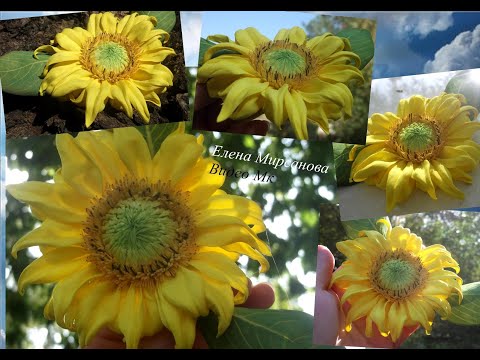 Видео: Молодой подсолнух из фоамирана Young sunflower from foamiran
