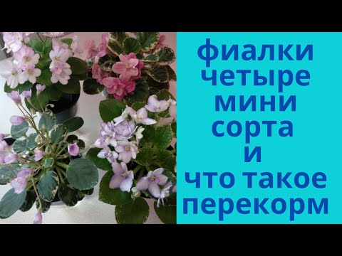 Видео: Перекорм на фиалке, как выглядит и что с ним делать