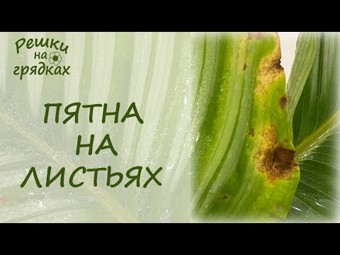 Видео: Пятна на листьях калатеи Что же делать?