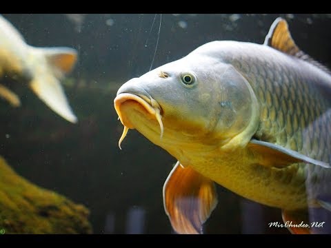 Видео: Выращивание карпа в маленьком пруду возле дома, эксперимент. ч30. убираем систему подготовка к зиме