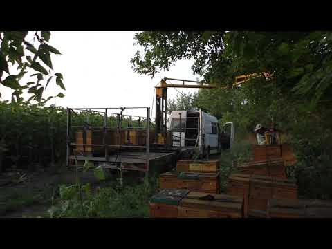 Видео: Разгрузка пчёлосемей манипулятором. Контрольный улей .  Ч-2