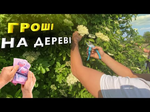 Видео: Скільки можна заробити збираючи цвіт бузини⁉️ Сушена бузина як додатковий дохід💰