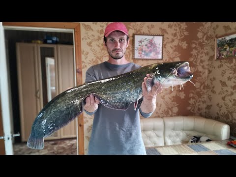 Видео: Большой Сом на спиннинг. Щука. Рыбалка на реке Дон. Рыбалка Сентябрь 2020. Big catfish for spinning.