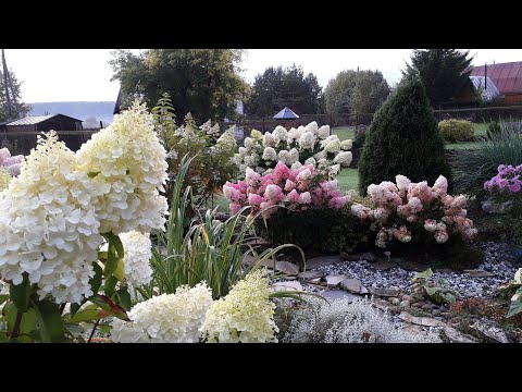 Видео: ✿➽ Прогуляемся по саду? 17 августа 🌺🌿 сезон 2020 🌺🌿