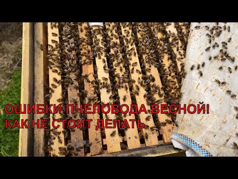 Видео: ОШИБКИ ПЧЕЛОВОДА ВЕСНОЙ выравнивать пасеку спасать усилят слабые зимовалые пчелиные семьи не стоит☝️