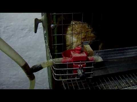 Видео: Чашечные поилки для домашней птицы.Распаковка и обзор на перепелиной клетке.