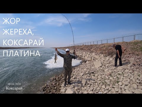 Видео: Рыбалка КОКСАРАЙ платина на спининг жор ЖЕРЕХА 09.04.2020. Саласын-Аласын