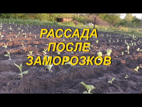 Видео: РАССАДА ПОСЛЕ ЗАМОРОЗКОВ