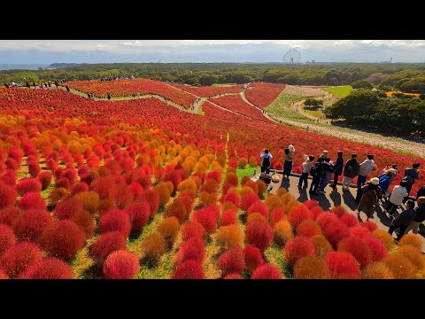 Видео: Захватывающий вид: холм Кочиа в парке Hitachi Seaside!