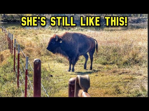 Видео: Я оставил вас всех на произвол судьбы...