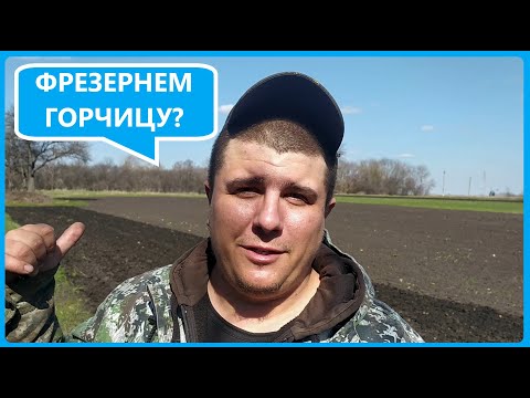 Видео: 42 СОТКИ МОТОБЛОКОМ? ДА ЛЕГКО! Посев горчицы под мотоблок