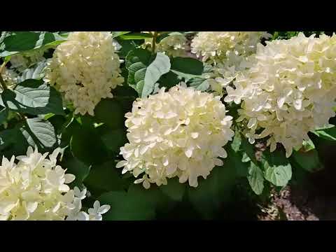 Видео: Выращивание гортензий в обычном грунте.