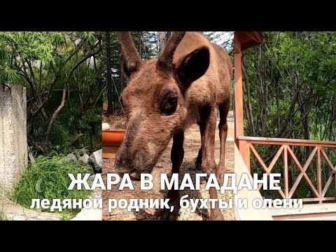 Видео: Лето в Магадане. Где набрать родниковой воды, поймать камбалу и покормить оленей.
