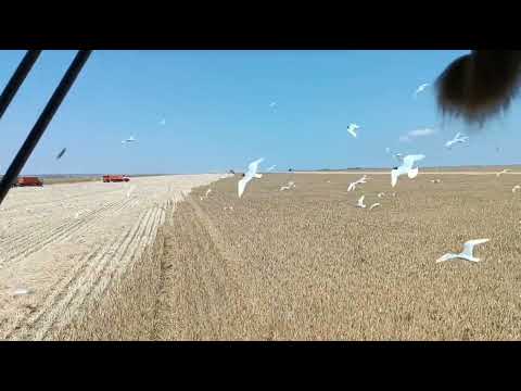Видео: Уборка озимой пшеницы на Ставрополье.
