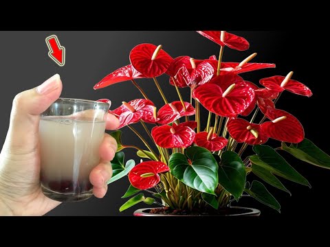 Видео: 1 стакан в неделю! Слабый антуриум внезапно пускает корни и цветёт без остановки!