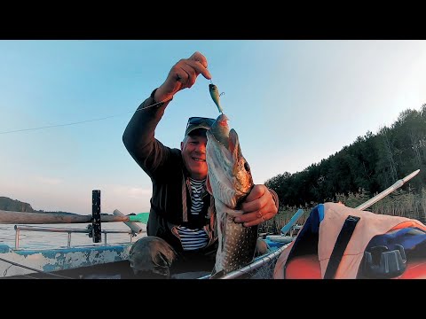 Видео: ПРИМАНКА огонь!!! СДЕЛАЛА всю РЫБАЛКУ. В Карелии на Онего.