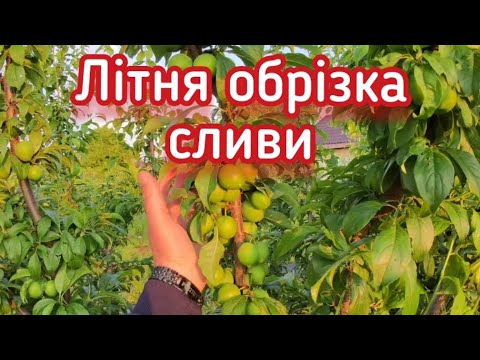 Видео: Літня обрізка сливи #plum #pozitiff_garden #слива #обрізка #літняобрізка