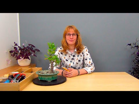 Видео: Бонсай из крассулы вариант 2 (ч.3).
