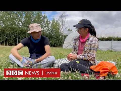 Видео: Мигрантлар Англия фермаларида қандай ишлашаяпти? Ўзбекистон, Марказий Осиё ва дунё - BBC News O'zbek