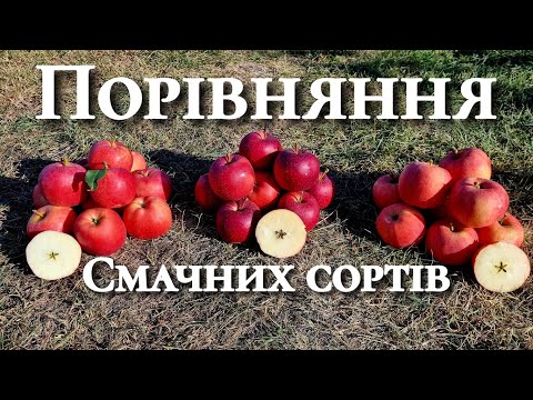 Видео: Який сорт яблук обрати. Солодкі сорти яблуні. Яблуня Gala Shniga Shniko Red.