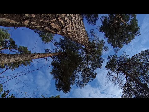 Видео: Утро ☀️ Цигун ☯️ Тайцзи  в прямом эфире! Осенний 🍁 курс !