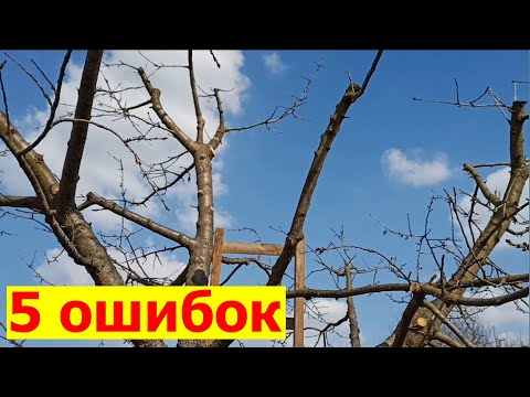 Видео: Как обрезать черешню