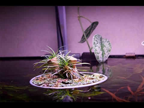 Видео: Жизнь в Аквариуме, травник 270 литров AQUA CREATIV  4К