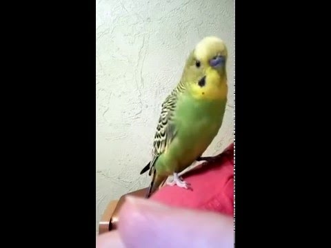 Видео: Говорящий попугай Арчи 2