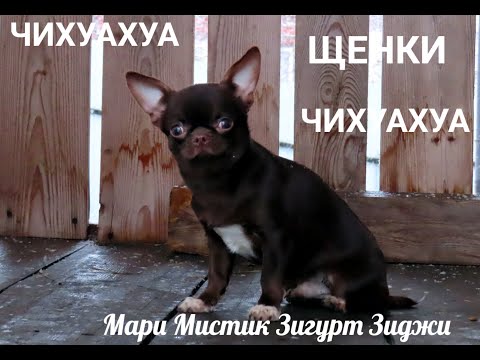 Видео: КАК выбрать - купить ЗДОРОВОГО #щенка#чихуахуа ? 25.01.24#купитьчихуахуа 89215950848 #продаючихуахуа