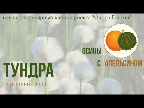 Видео: Растения и тундры