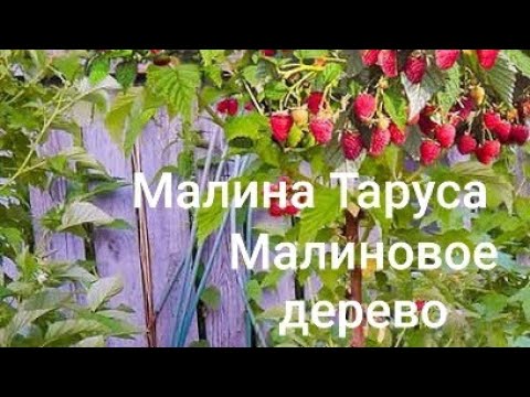 Видео: МАЛИНА ТАРУСА. 🌳 МАЛИНОВОЕ ДЕРЕВО. ПОСАДКА.