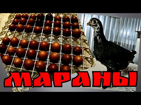 Видео: Мараны. Оценка остатков инкубации. Сохранность молодняка
