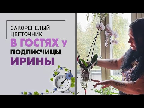 Видео: В гостях у подписчицы Ирины. Зеленоград | Орхидеи, пальмы, лианы - все так просто