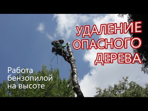 Видео: Как спилить аварийное дерево - Работа бензопилой на высоте