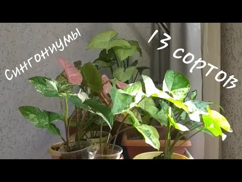Видео: Комнатные растения🌱Часть 2🌿Обзор-отчет по итогу июля🌺13 сортов моих прекрасных сингониумов😊